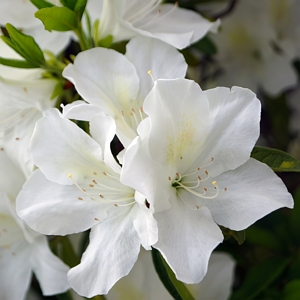 Azalea Irish Crème